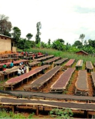 Bavyeyi IV, Ngozi Province, Burundi, Natural Bourbon