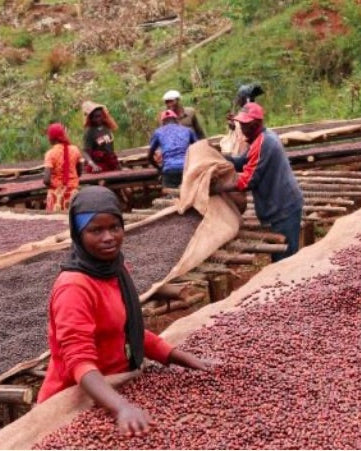 Bavyeyi IV, Ngozi Province, Burundi, Natural Bourbon