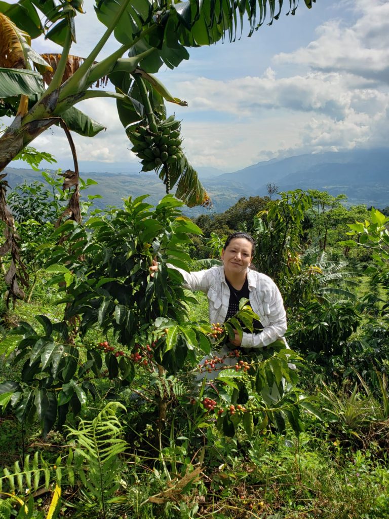 Washed Gesha - La Terrazza Estate, Colombia