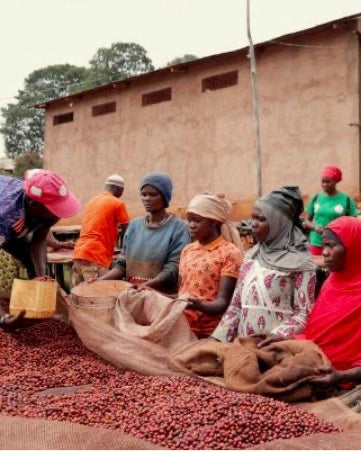 Bavyeyi IV, Ngozi Province, Burundi, Natural Bourbon