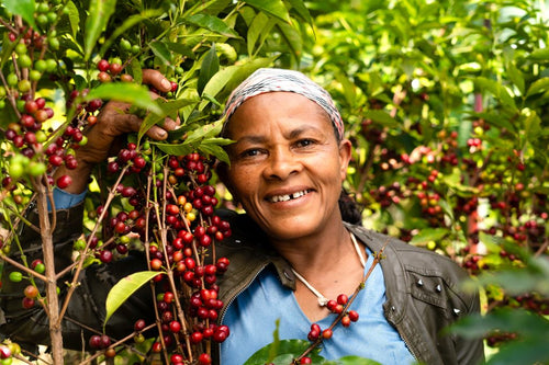 Ethiopia Yirgacheffe, Birkutan, Natural