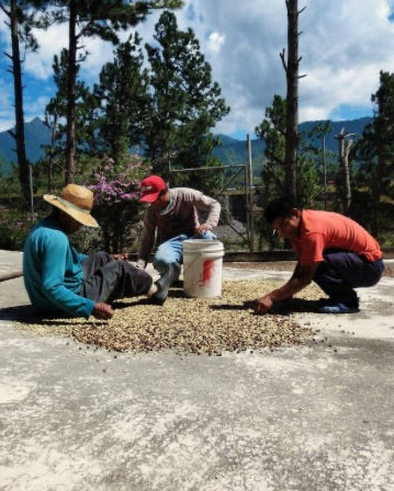 Finca Los Cantares - Chiriqui, Panama, Washed Catuai Caturra