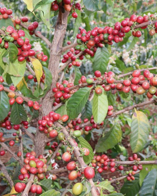 Ngomano Station, Machakos Co-op, Washed Kenya