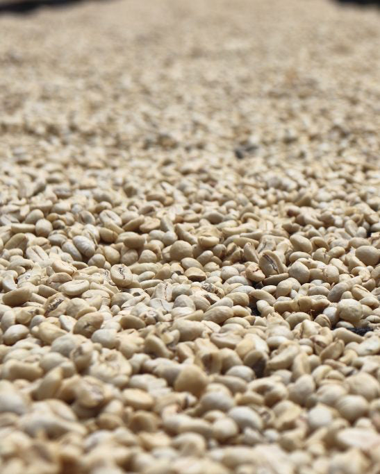 Ngomano Station, Machakos Co-op, Washed Kenya