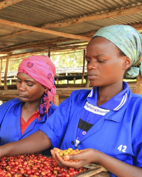 Rwanda - Busanze Washing Station, Nyaruguru, Red Bourbon Natural