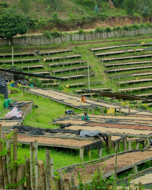 Rwanda - Busanze Washing Station, Nyaruguru, Red Bourbon Natural