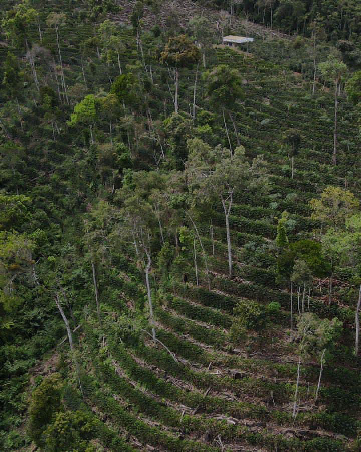 Ebert Huaman Villegas, Peru, Natural Gesha