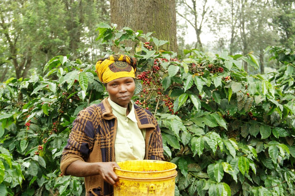 Neel & Kavita Vohora, Gaia Estate, Tanzania - Fermented Washed Simba