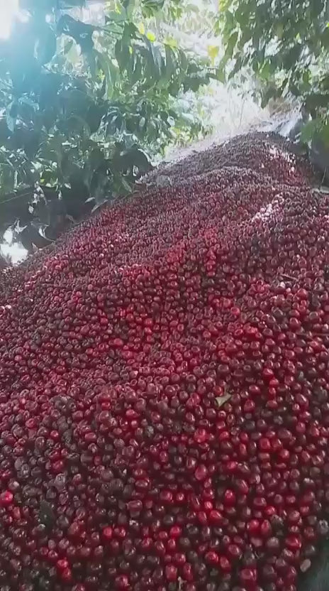 Cornelio Camiña Villano, Inkawasi, Peru, Gesha Inka Washed Double Fermented