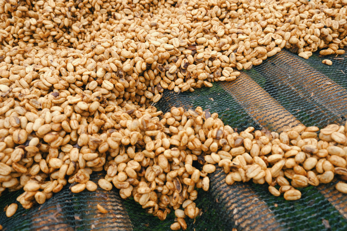 Hirut Berhanu, Idido, Ethiopia - White Honey 74110/74112
